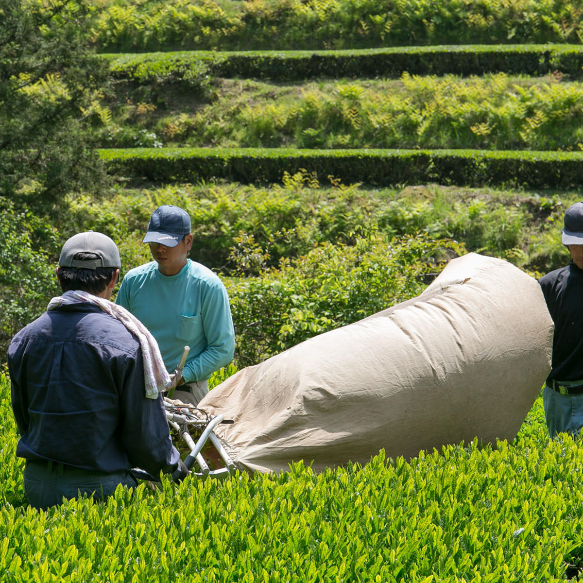 Organic Oolong Tea