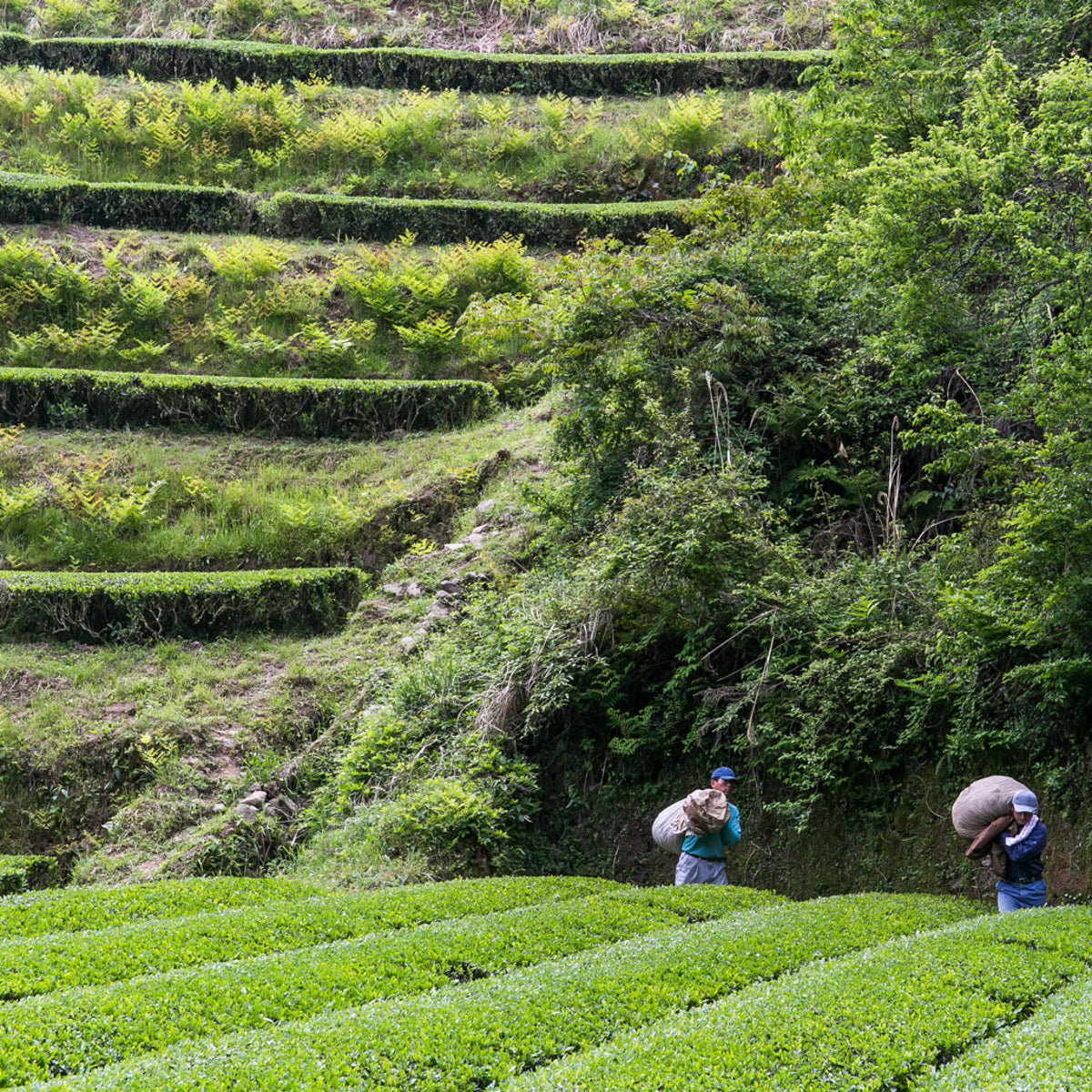 Shincha