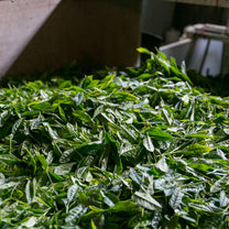 Organic Oolong Tea